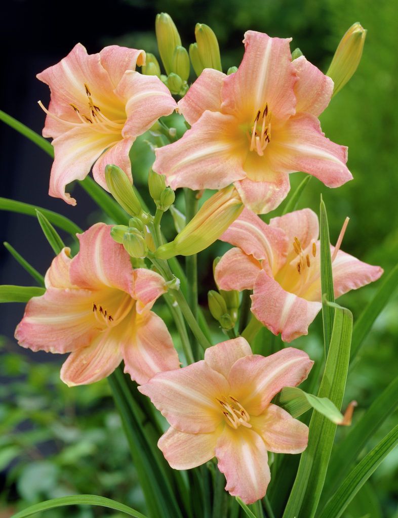 Hemerocallis 'Children's Festival'